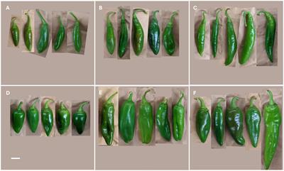 Identification of QTLs involved in destemming and fruit quality for mechanical harvesting of New Mexico pod–type green chile